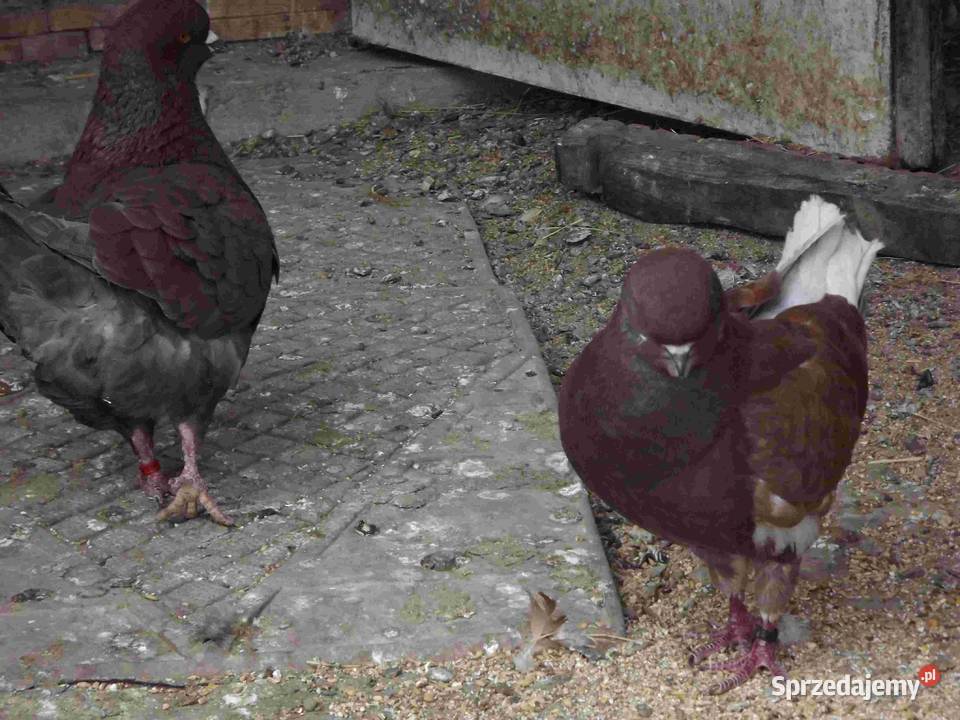 sprzedam gołebie Podborze