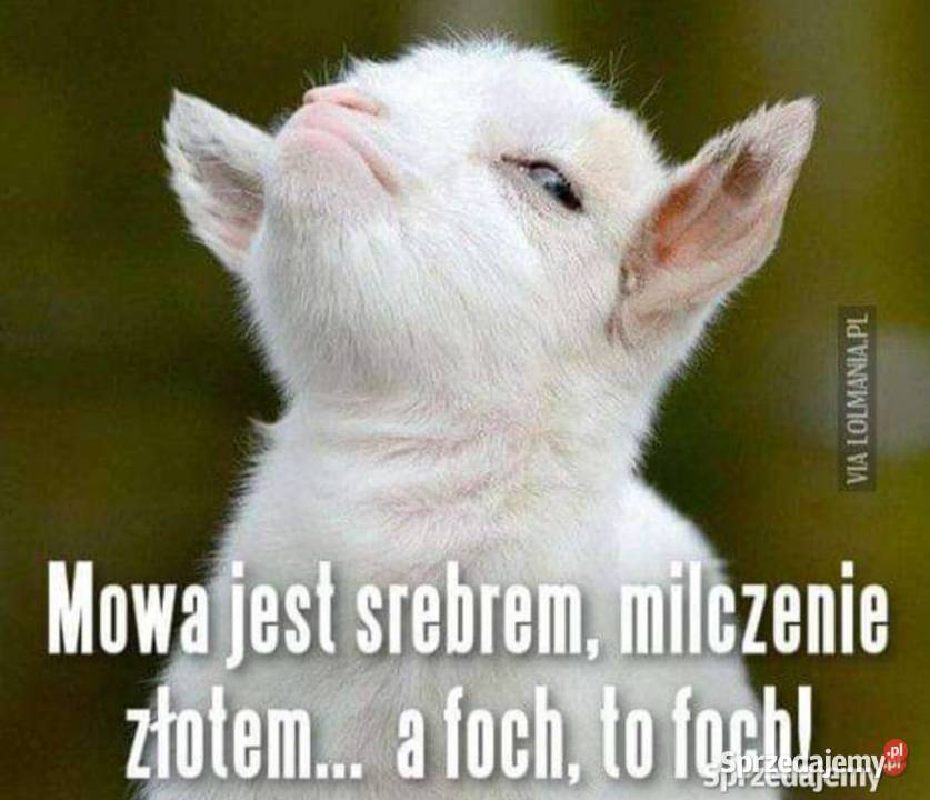 Owce kameruńskie baranki tryki suffolk mieszane Olesno sprzedam