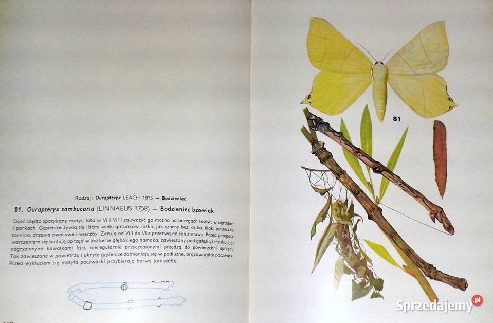 Motyle Polski Jerzy Heintze Rok wydania 1978 Chełm