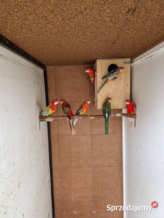 Rozelle białolice Wieliczka