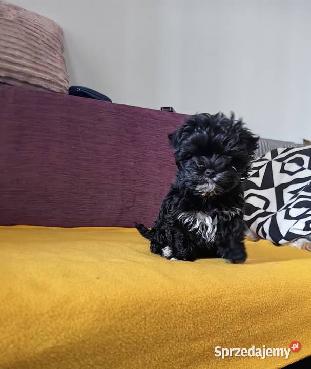 York piesek black czarny komplet szczepień