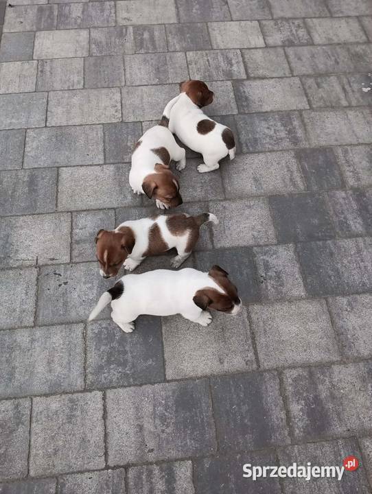 Jack Russell Terrier suczka Grabów