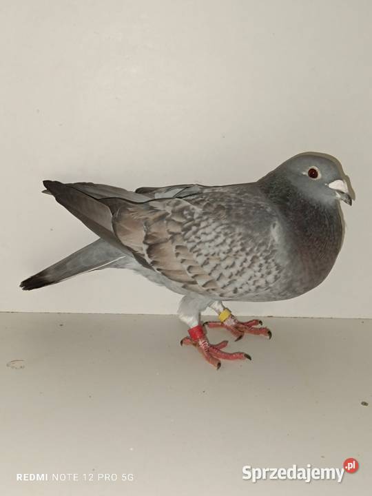 Gołębie pocztowe likwidacja hodowli