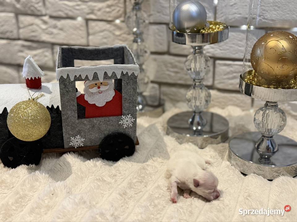 Szpic miniaturowy pomeranian Ophelia śląskie Poniszowice