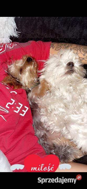 Sprzedam suczkę yorka Gdańsk