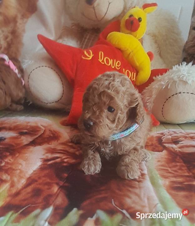 Pudelki TOYREDBADANIA GENETYCZNE odbiór 19 lipca Wejherowo