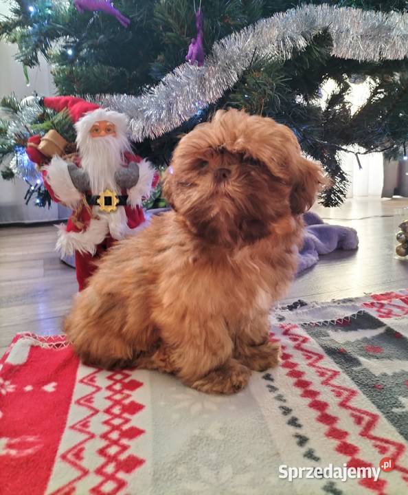 Piękny Shih Tzu Shih Tzu Wiączyń Dolny