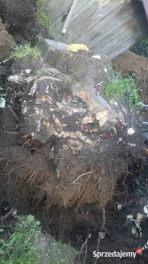 Wycinka drzew karczowanie sprzątanie Krzeszowice