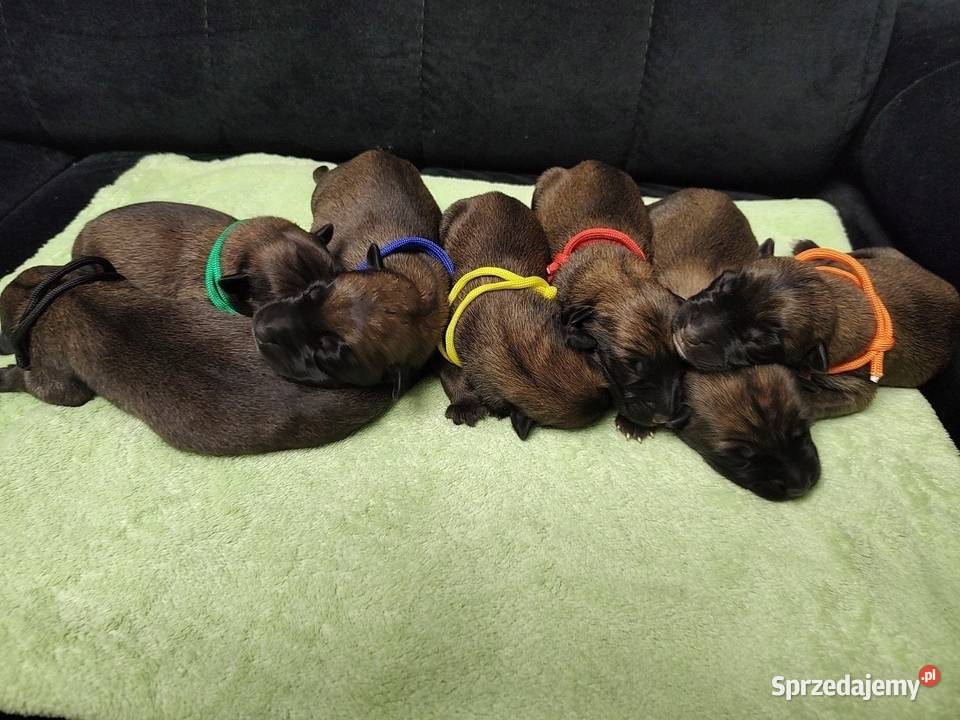 Owczarek Belgijski Milanois Częstochowa