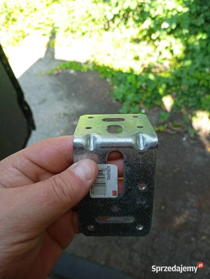 Kontowniki ciesielskie