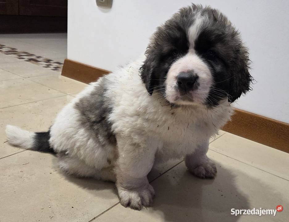 Mastif Pirenejski ZKwPKrakow szczeniaki dostepne Ochmanów sprzedam