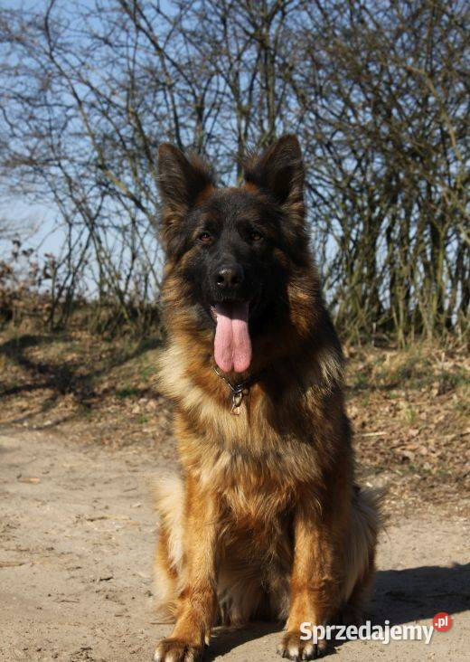 Owczarki Niemieckie Długowłose Choszczno sprzedam