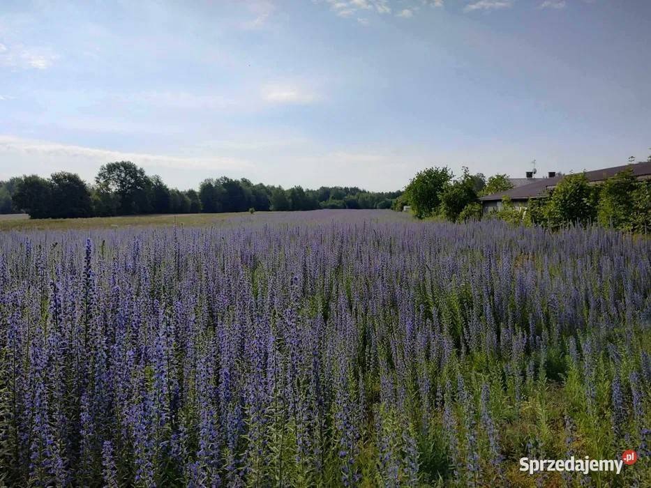 Żmijowiec zwyczajny Echium vulgare Mińsk Mazowiecki sprzedam