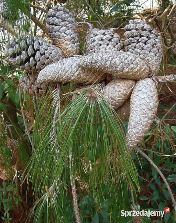 SOSNA PŁACZĄCA Pinus patula NASIONA 100g Lubanie