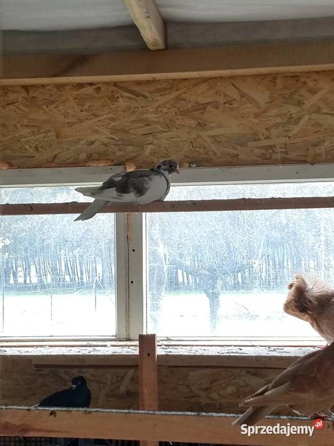 Fajfry gołębie Wólka Nadrybska