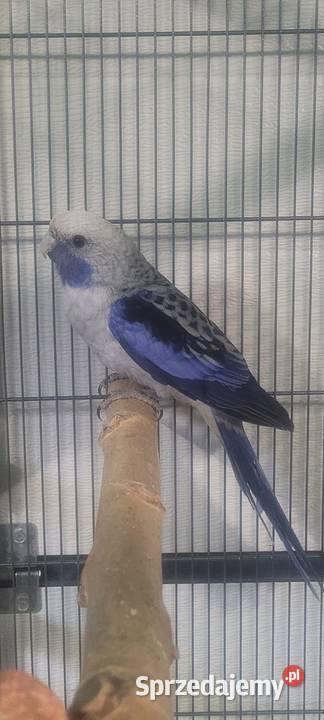 Samiec rozelli krolewskiej Wieliczka