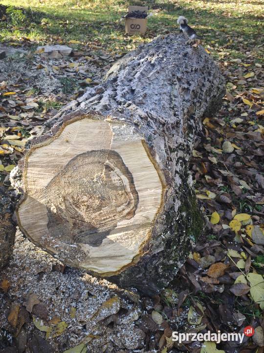 i Orzech włoski o obwodzie 230240 stolarka na