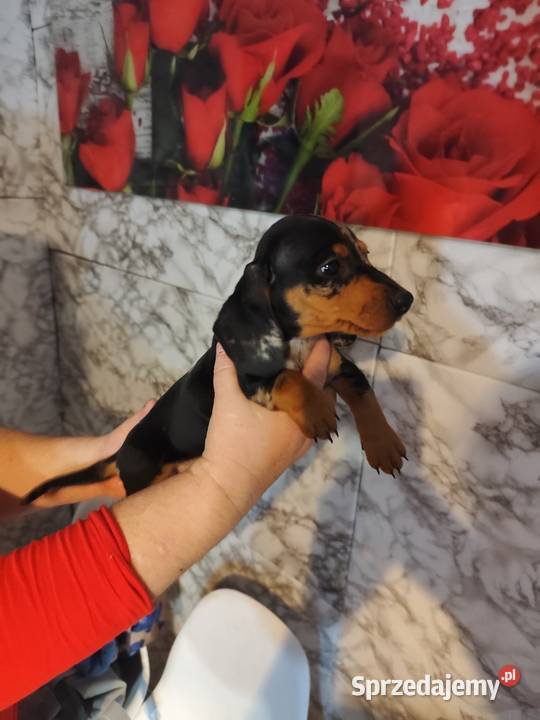 Jamnik krótkowłosy merle piesek Psy Ciechanów