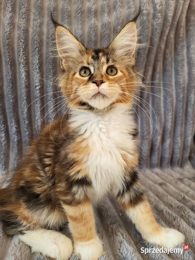 Maine Coon duże linie hodowla FPL Radomsko