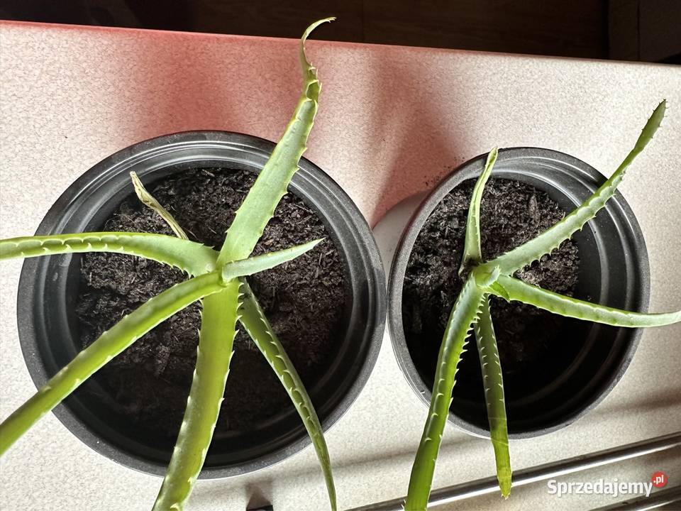 Aloes drzewiasty łódzkie Aleksandrów Łódzki