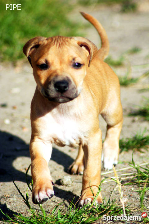 szczeniaki American Pit Bull Terrier rodowód