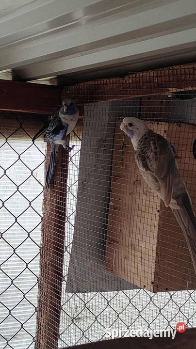 Sprzedam rozelle królewskie mazowieckie Piaseczno