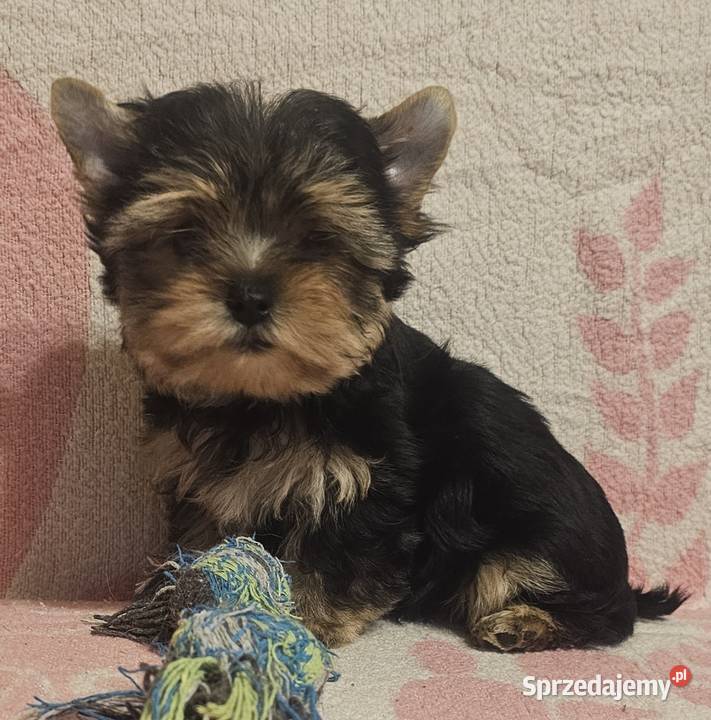 York Yorkshire Terrier York Częstochowa