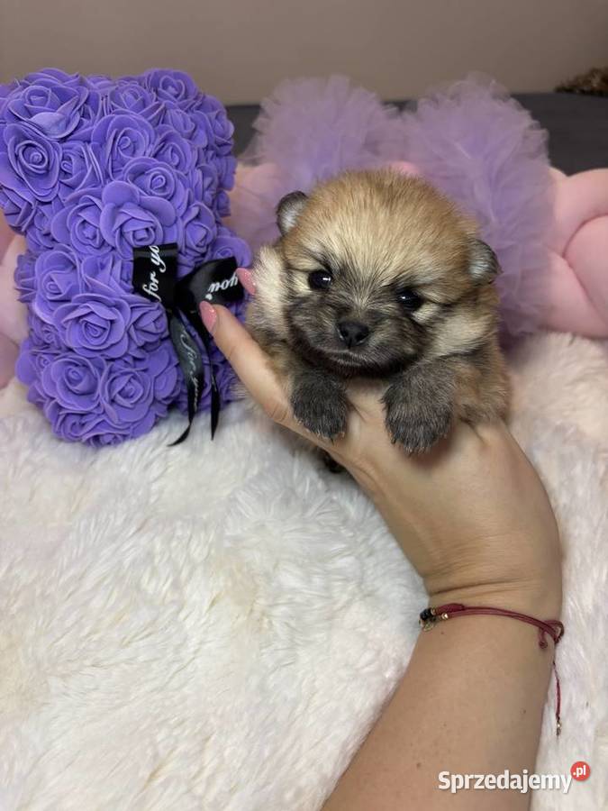 Suczka szpic miniaturowy pomeranian Orange sprzedam
