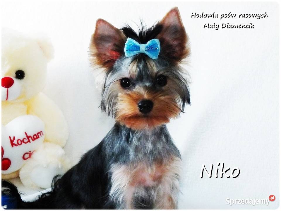 York Yorkshire Terrier Malutki Mini XS Piesek York Żary