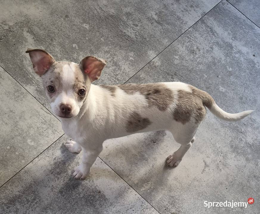 Chihuahua piesek merle z biały Wrocław