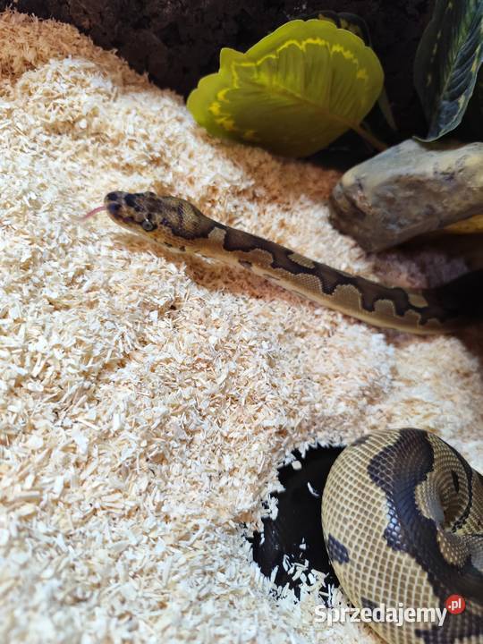 Pyton z terrarium Gady i płazy Pruszków sprzedam