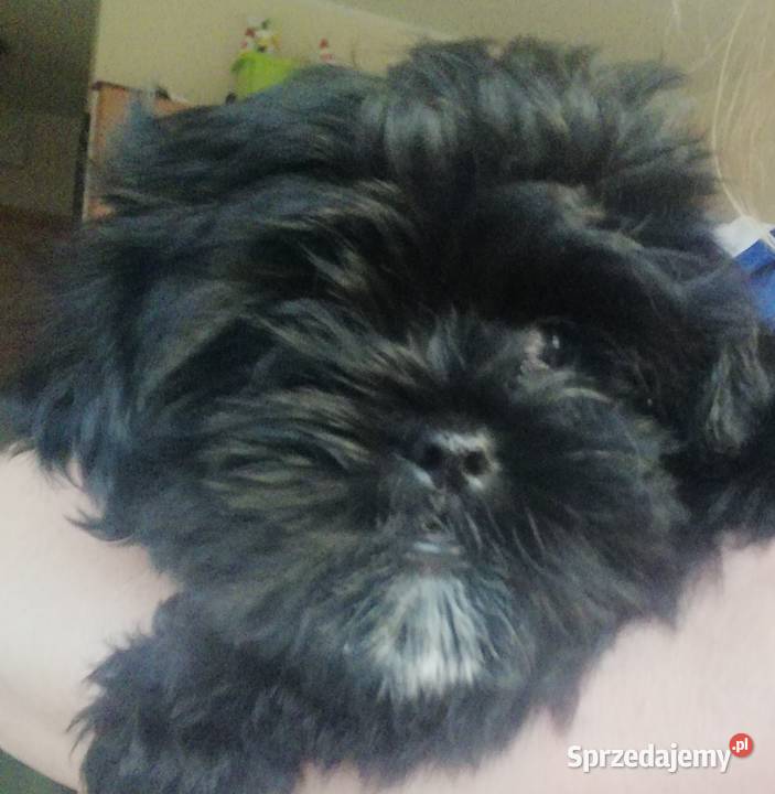 Shih tzu pieski i suczki Poznań
