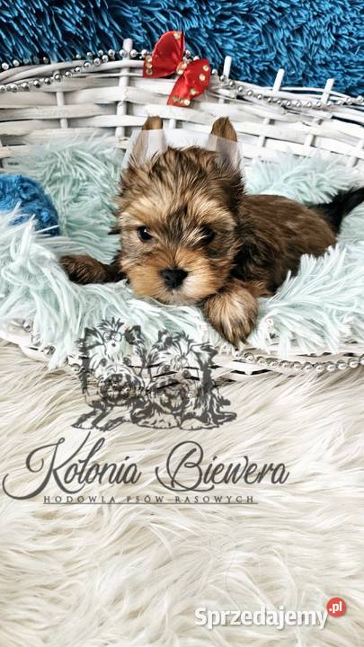 Yorkshire terrier piesek i sunia PASZPORT York