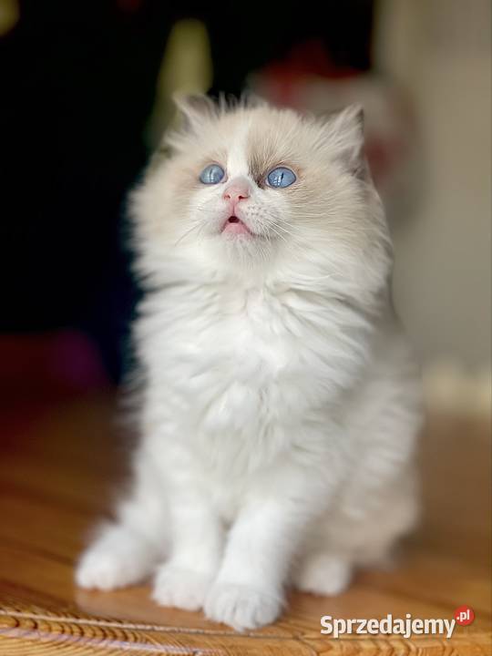 Młodziutka kotka do hodowli Ragdoll śląskie