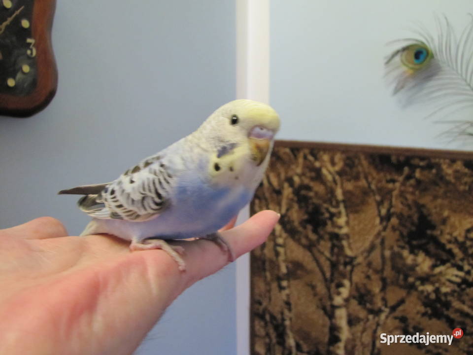 Papużki faliste Toruń