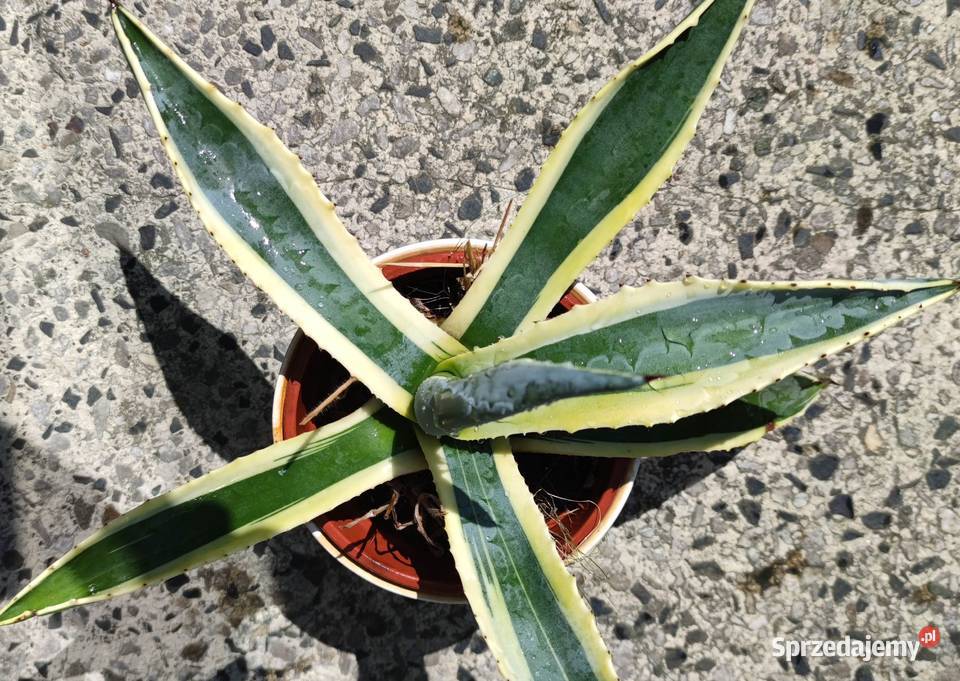 Agawa roślina ozdobna do ogrodu mazowieckie Józefów