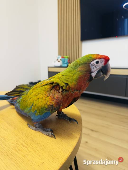 Ara shamrock samica ręcznie karmiona lubelskie Łuków sprzedam