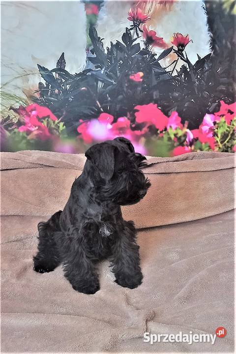 Sznaucer miniaturowy czarny Tarnów