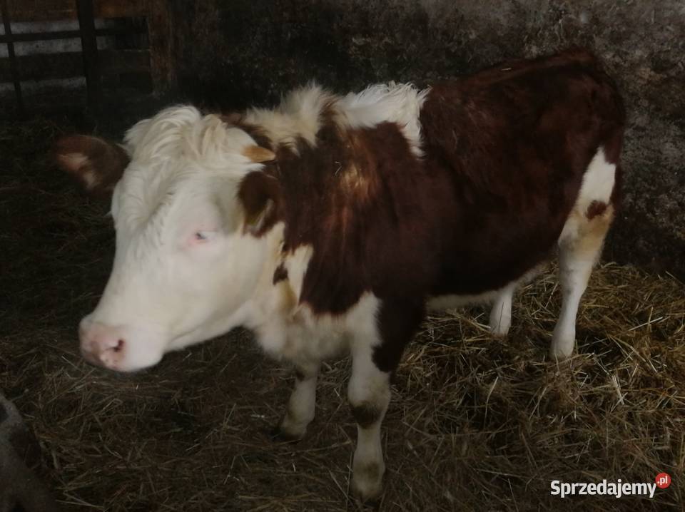 Sprzedam Jałówki Mięsne OdsadkiCielęta Czaryż