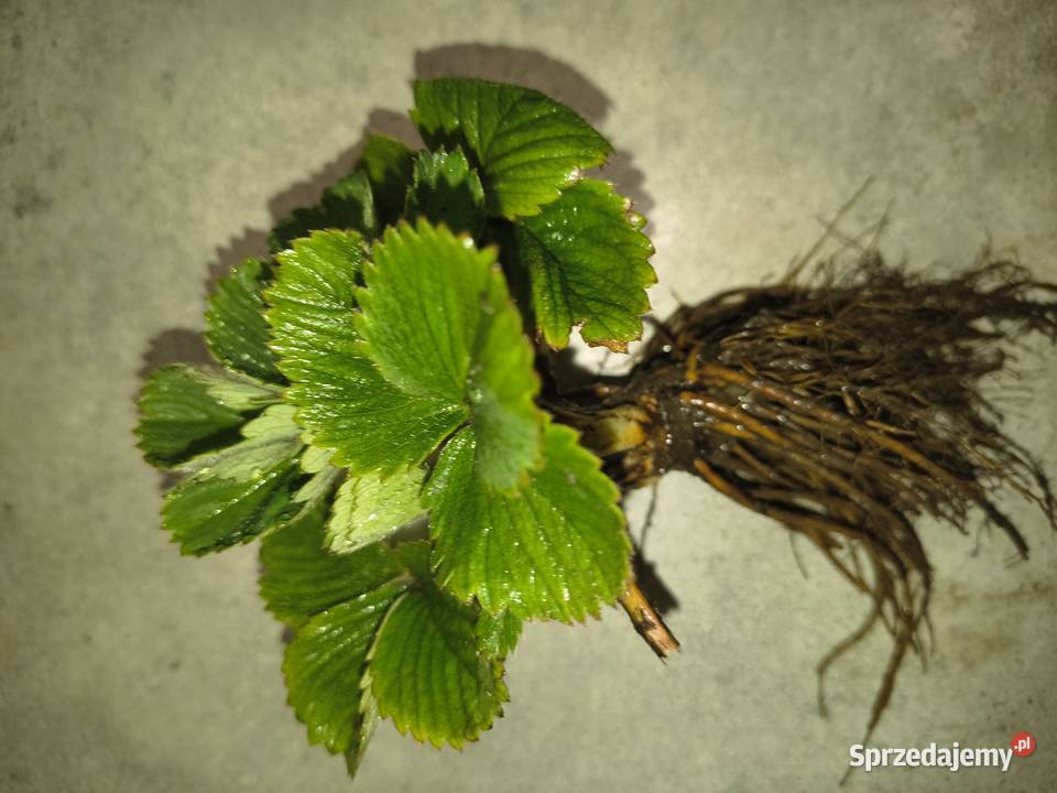 Sadzonki Truskawek 100 Ekologiczna uprawa w śląskie