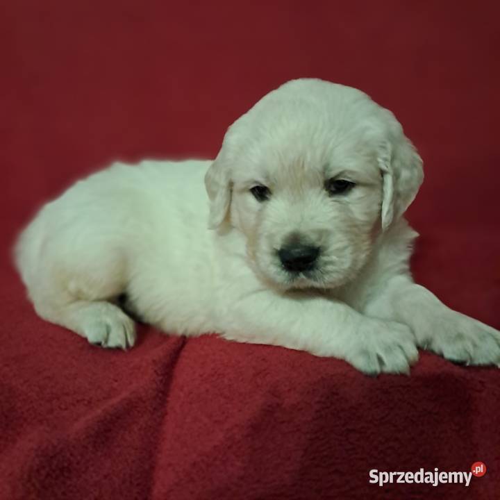 Golden Retriever piesek Wrocław