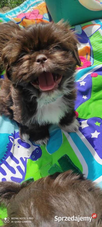 Czekoladowe Shihtzu SWKiPR WKU PPK łódzkie
