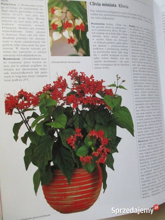 Mieszkanie w kwiatach Kwiaty w mieszkaniu uprawa Poradniki, albumy i reportaże Łódź