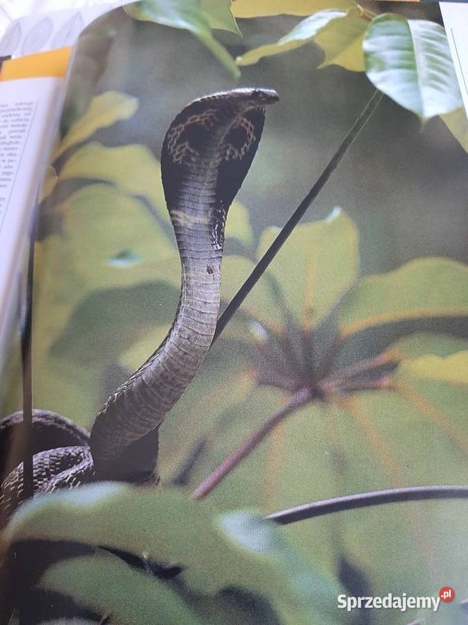 Swiat dzikich zwierząt Larousse Stronie Śląskie