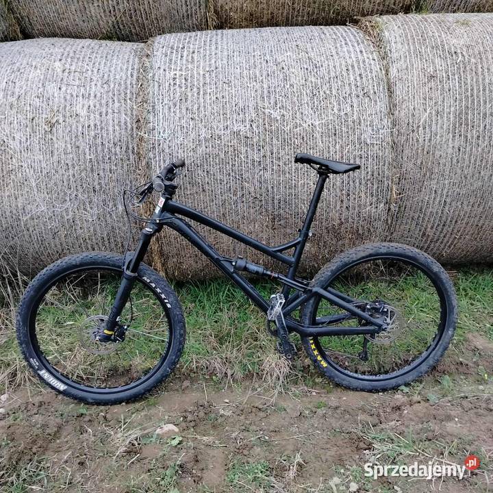 Dartmoor Black Bird Doinwestowany