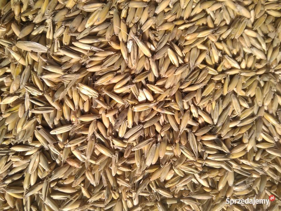 Sprzedam owies Nockowa