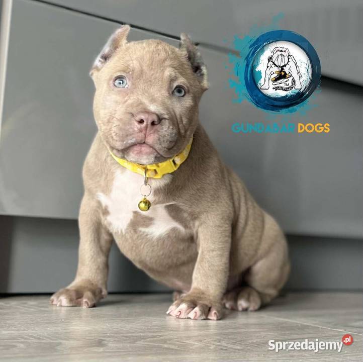 ABKC American Bully piesek Koło