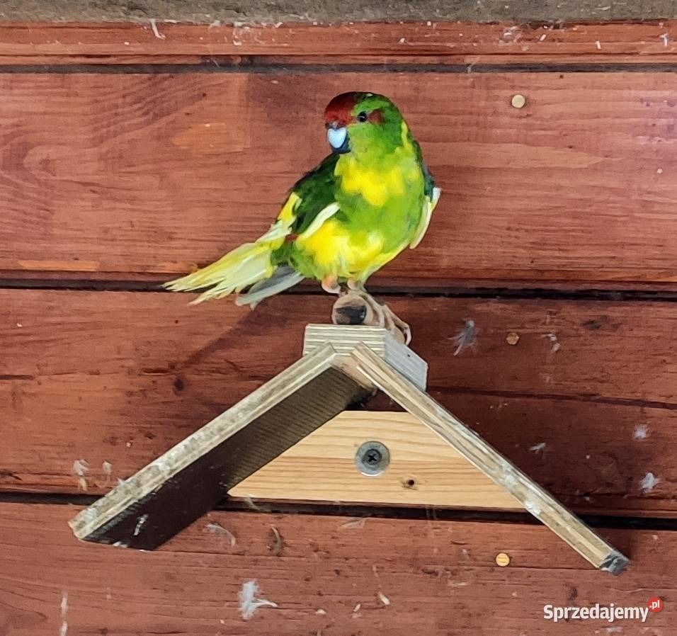 Modrolotki z dokumentami śląskie Lubliniec