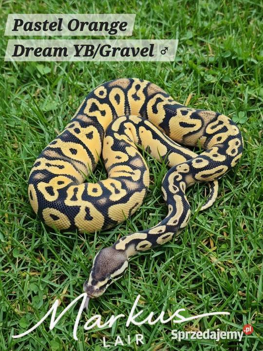 Python Regius 2026 mlody Zwierzęta Bytom