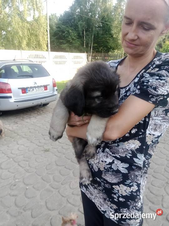 Owczarek kaukaski Grodzisk Mazowiecki